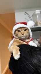 Lost Male Cat last seen Near limedale st panorama city ca 91402, Los Angeles, CA 91402