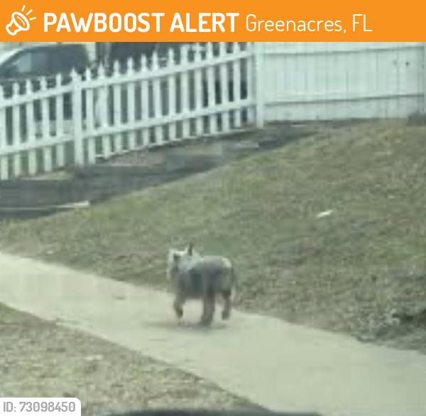 Found/Stray Unknown Dog last seen Forest hill, Greenacres, FL 33463