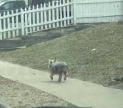 Found/Stray Unknown Dog last seen Forest hill, Greenacres, FL 33463