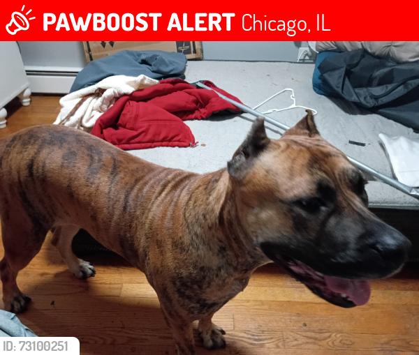 Lost Female Dog last seen Vincennes, Chicago, IL 60643