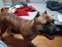 Lost Female Dog last seen Vincennes, Chicago, IL 60643