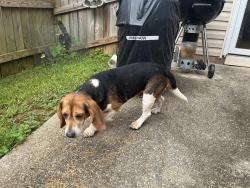 Found/Stray Male Dog last seen Lower Bethany Road and the villas at Bethany Manor subdivision, Cherokee County, GA 30114
