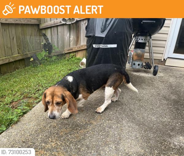 Found/Stray Male Dog last seen Lower Bethany Road and the villas at Bethany Manor subdivision, Cherokee County, GA 30114