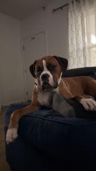 Lost Male Dog last seen Williams st, Chattanooga Valley, GA 30725