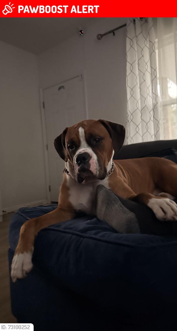 Lost Male Dog last seen Williams st, Chattanooga Valley, GA 30725