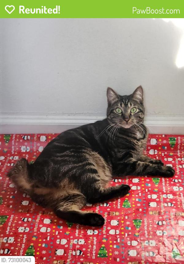 Reunited Female Cat last seen Tanglewood at Court View, Hayward, CA 94542
