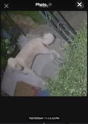 Lost Male Dog last seen Arizona, Houston, TX 77017