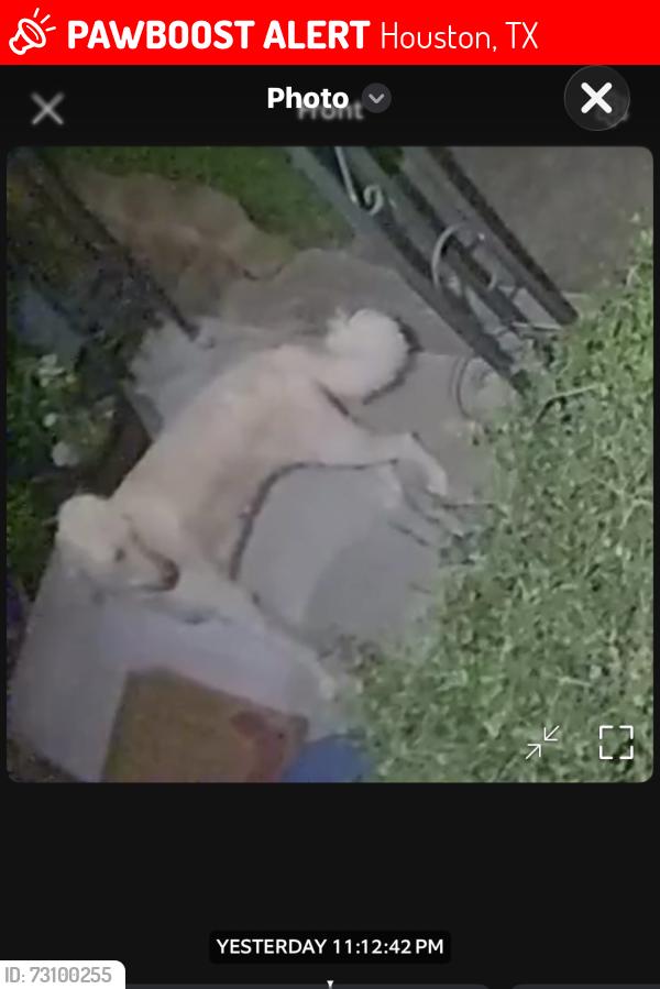Lost Male Dog last seen Arizona, Houston, TX 77017