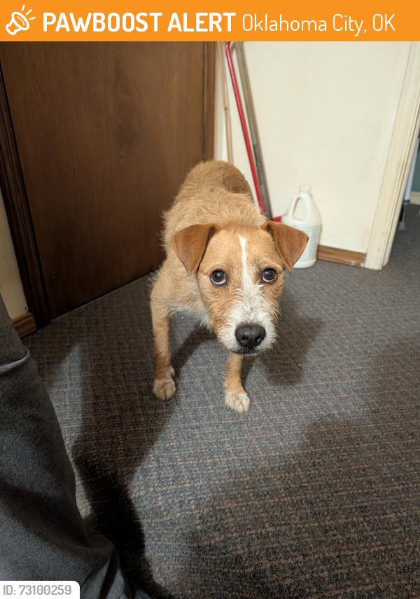 Found/Stray Female Dog last seen Vermont, Oklahoma City, OK 73112