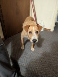 Found/Stray Female Dog last seen Vermont, Oklahoma City, OK 73112