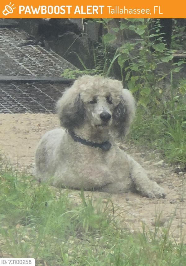 Found/Stray Male Dog last seen Take your first right after going down the dirt road. He ran further down the road when I tried to approach, Tallahassee, FL 32303