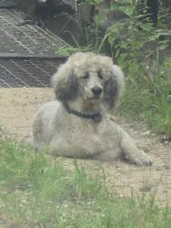 Found/Stray Male Dog last seen Take your first right after going down the dirt road. He ran further down the road when I tried to approach, Tallahassee, FL 32303