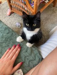 Reunited Female Cat last seen Warwick Grove, Clapton, England 