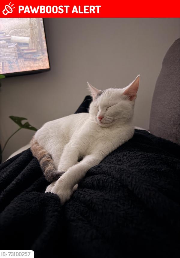 Lost Female Cat last seen ede road, redbank plains, Redbank Plains, QLD 4301