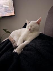 Lost Female Cat last seen ede road, redbank plains, Redbank Plains, QLD 4301