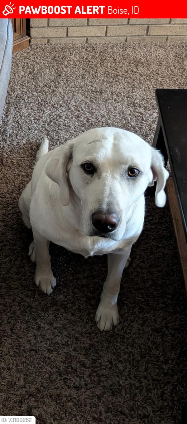 Lost Female Dog last seen Tattenham Ave. Boise, Idaho 83713, Boise, ID 83713