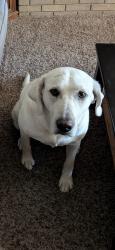 Lost Female Dog last seen Tattenham Ave. Boise, Idaho 83713, Boise, ID 83713