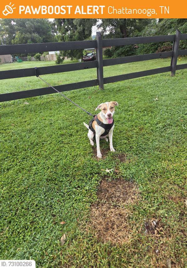 Found/Stray Female Dog last seen Near east 24th street place, Chattanooga, TN 37404