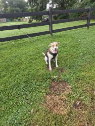 Found/Stray Female Dog last seen Near east 24th street place, Chattanooga, TN 37404
