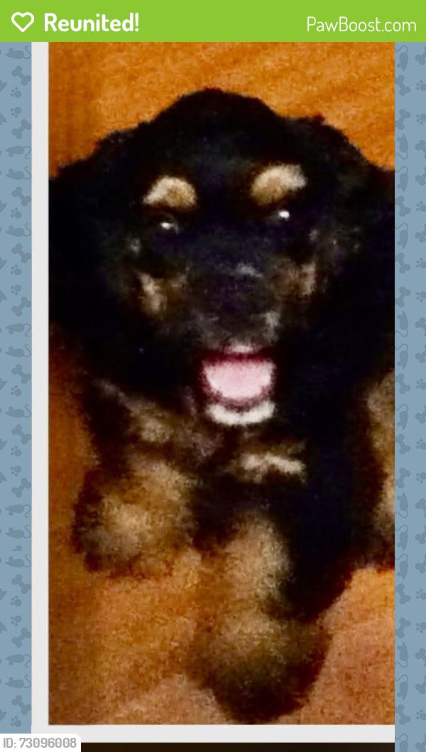 Reunited Male Dog last seen Davis Mill Road, Dallas, GA 30157