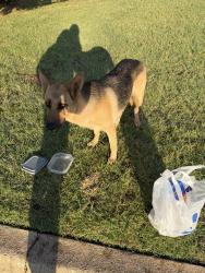 Found/Stray Unknown Dog last seen 59th and walker, Oklahoma City, OK 73139