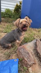 Reunited Female Dog last seen Near 65th Terrace, Pinellas Park, FL 33781, USA, Pinellas Park, FL 33781