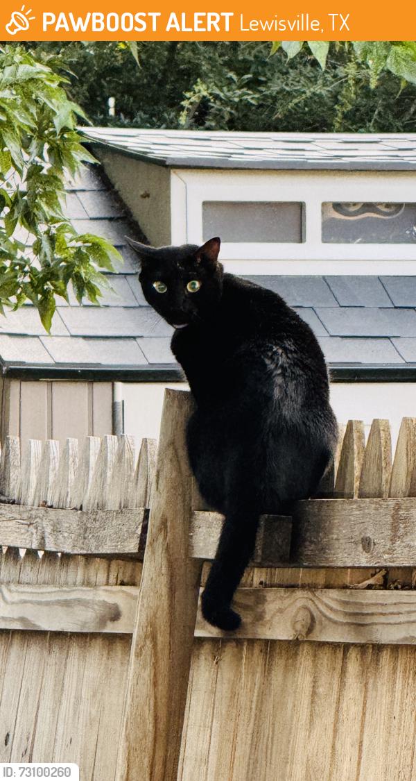 Found/Stray Unknown Cat last seen Ash Street and Birch Street, Lewisville, TX 75057
