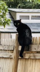 Found/Stray Unknown Cat last seen Ash Street and Birch Street, Lewisville, TX 75057
