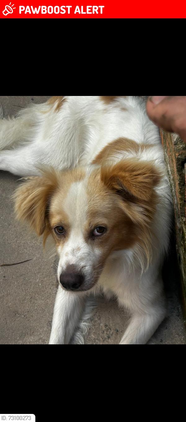 Lost Male Dog last seen Pastelaria caldo de cana próximo a rotatória, nova próxima a nova construção a nova construção de academia, moramos ao lado de uma borracharia descendo a rua sem saida, Parque Industrial Ramos de Freitas, SP 