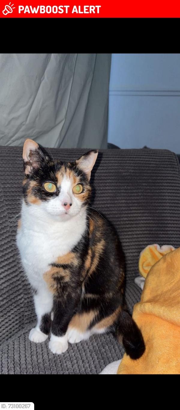 Lost Female Cat last seen North Tees hosp, Stockton-on-Tees, England TS19