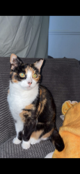 Lost Female Cat last seen North Tees hosp, Stockton-on-Tees, England TS19