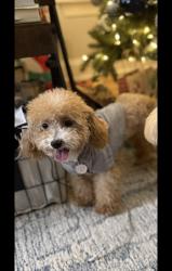 Lost Female Dog last seen Creekside neighborhood. Scarborough rd, College Park, GA 30349