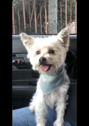 Reunited Male Dog last seen Jurupa, Riverside, CA 92504