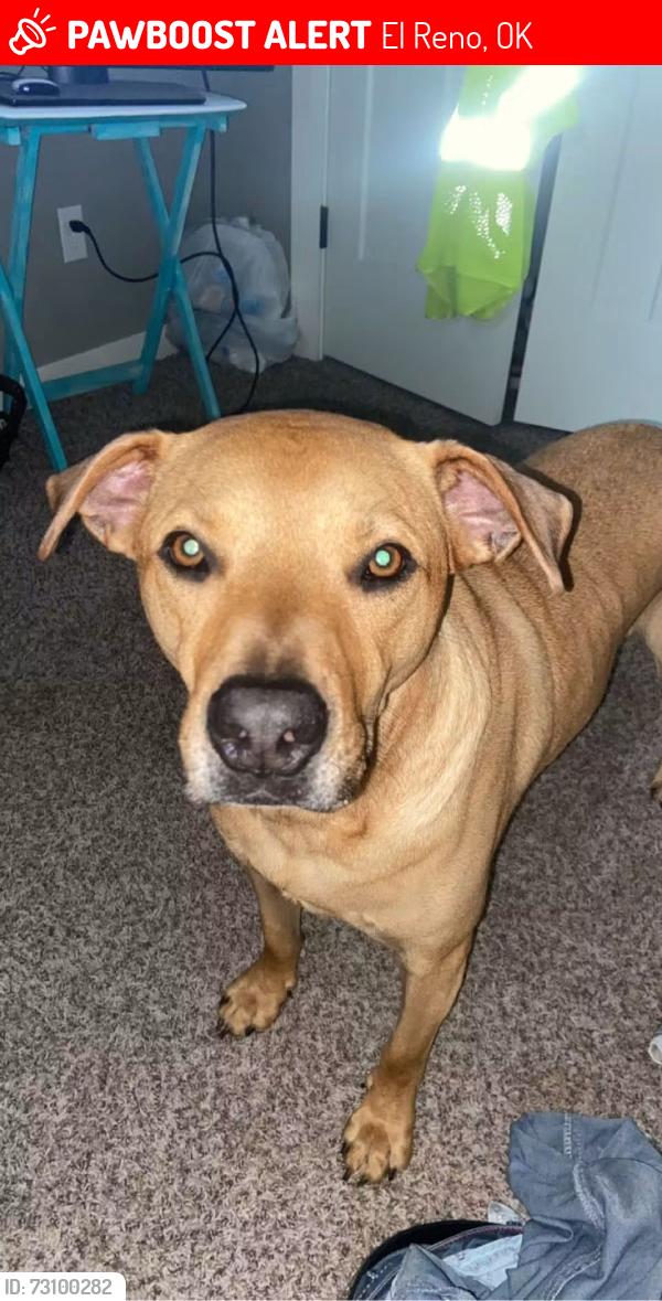 Lost Male Dog last seen Skyline Dr., El Reno, OK 73036