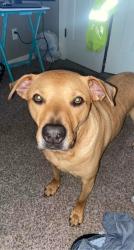 Lost Male Dog last seen Skyline Dr., El Reno, OK 73036