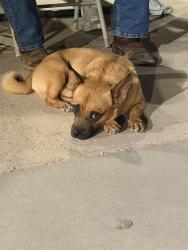 Found/Stray Male Dog last seen Near, Socorro, TX 79927