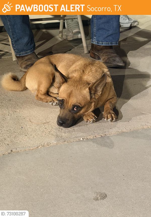Found/Stray Male Dog last seen Near, Socorro, TX 79927