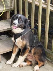 Found/Stray Male Dog last seen Family Worship Center, Tired Creek Gold Course, Cairo, GA 39827