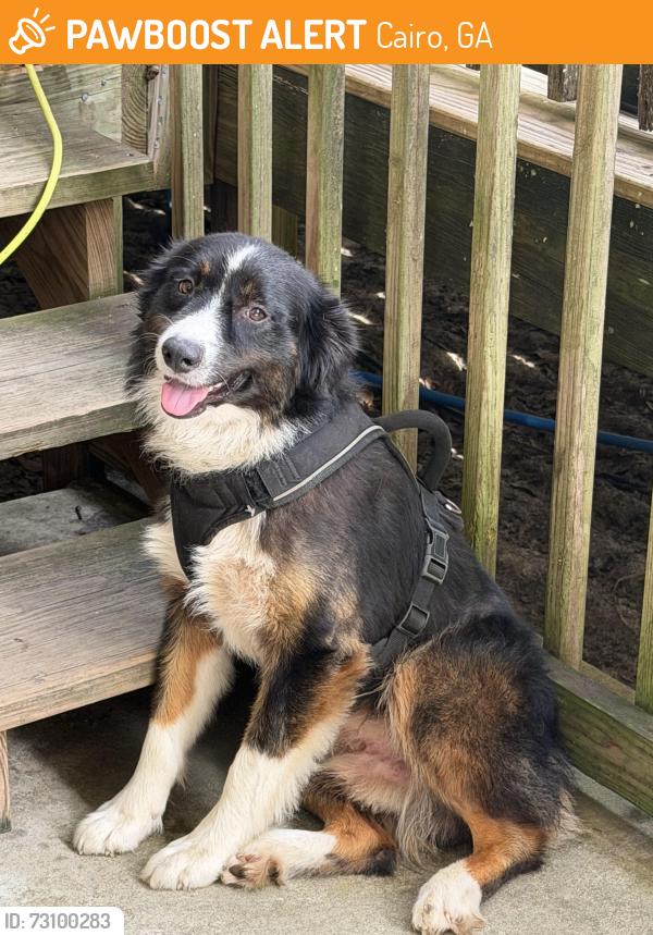 Found/Stray Male Dog last seen Family Worship Center, Tired Creek Gold Course, Cairo, GA 39827