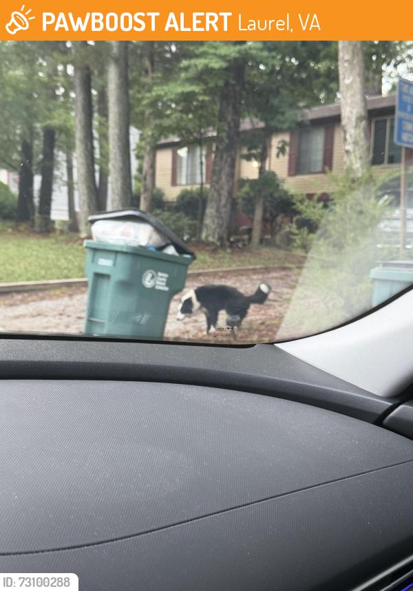 Found/Stray Unknown Dog last seen hermitage and edenbrook, Laurel, VA 23228