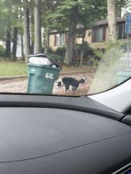 Found/Stray Unknown Dog last seen hermitage and edenbrook, Laurel, VA 23228