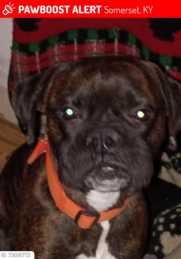 Lost Male Dog last seen Slate Branch Rd., Somerset, KY 42503