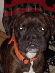 Lost Male Dog last seen Slate Branch Rd., Somerset, KY 42503