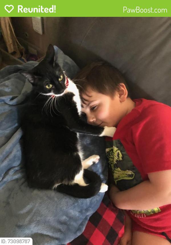 Reunited Female Cat last seen Sycamore and RT 34, Yorkville, IL 60560