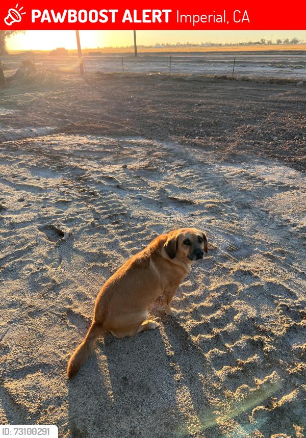 Lost Female Dog last seen Ivc, Imperial, CA 92251