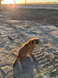 Lost Female Dog last seen Ivc, Imperial, CA 92251