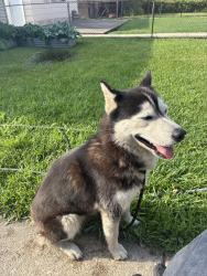 Found/Stray Female Dog last seen State Street and 88th Street, Chicago, IL 60619