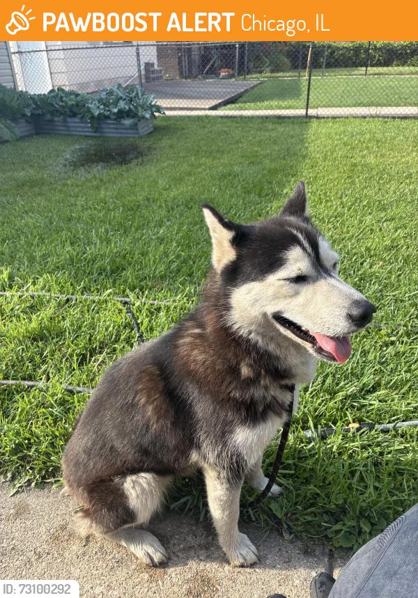 Found/Stray Female Dog last seen State Street and 88th Street, Chicago, IL 60619