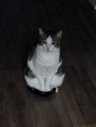 Reunited Male Cat last seen Near Treeline Dr, Allentown, PA 18103