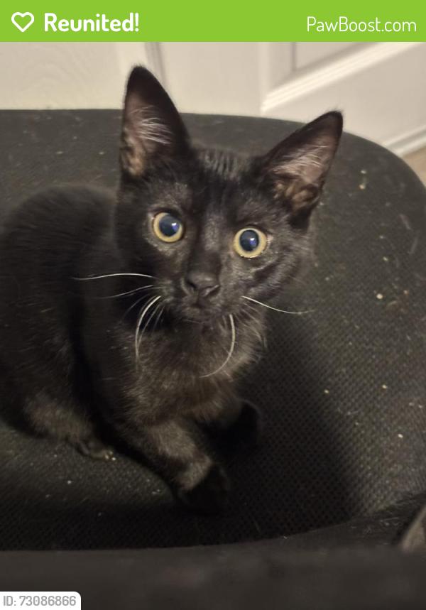 Reunited Female Cat last seen Turlock, CA, USA, Turlock, CA 95381
